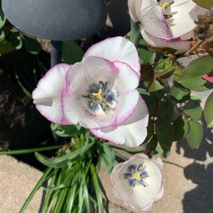 Meet your Posher, Ricky